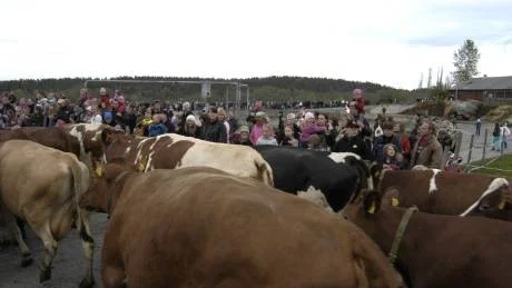 Tusentals personer ville vara med och se skådespelet när de 90 mjölkkorna på Gamlebygymnsiet i går kväll släpptes ut på bete för första gången i år.