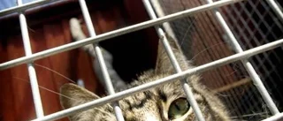 Sa upp sig från banken - öppnade kattpensionat
