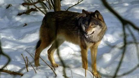 Det är dags att byta fokus i rovdjursfrågan, anser skribenten.                                         Foto: Scanpix