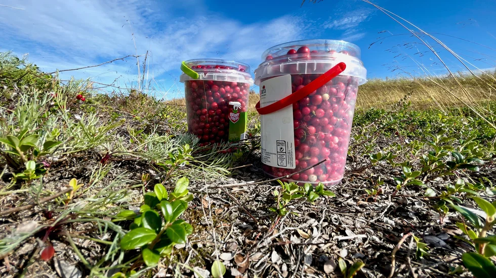 Dags för årets lingonpremiär.