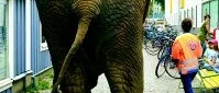 Elefant visades upp som ett dragplåster