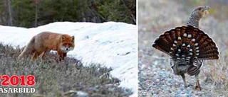 Tjäder på menyn?