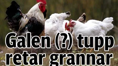 Hens and a rooster walk loose near a farm in the village of Brynsk, northern Poland, Monday, Oct. 17, 2005. The Polish Agriculture Ministry ordered poultry to be kept indoors from Monday after lab tests confirmed an outbreak of bird flu in Romania caused by H5N1 strain that can be deadly to humans. (AP Photo/Katarzyna Mala)  COPYRIGHT SCANPIX SWEDEN Code: 436
