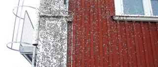 Invasion i Abisko