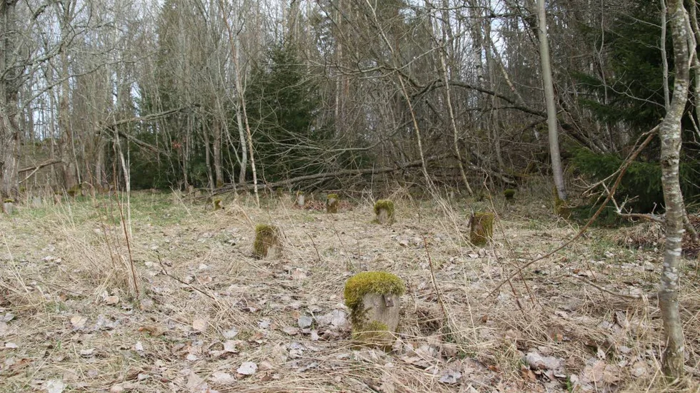 Cementstolparna visar var minkburarna stod när här var en minkfarm.