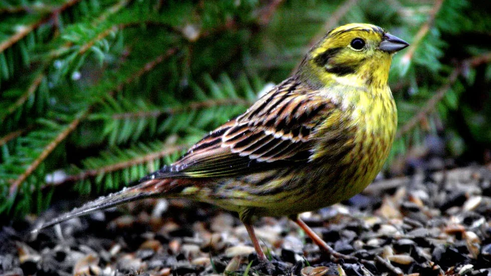 Gulsparv. Det är en av flera mycket kända fågelarter som kvalat in på rödlistan för att de minskar stort i antal.