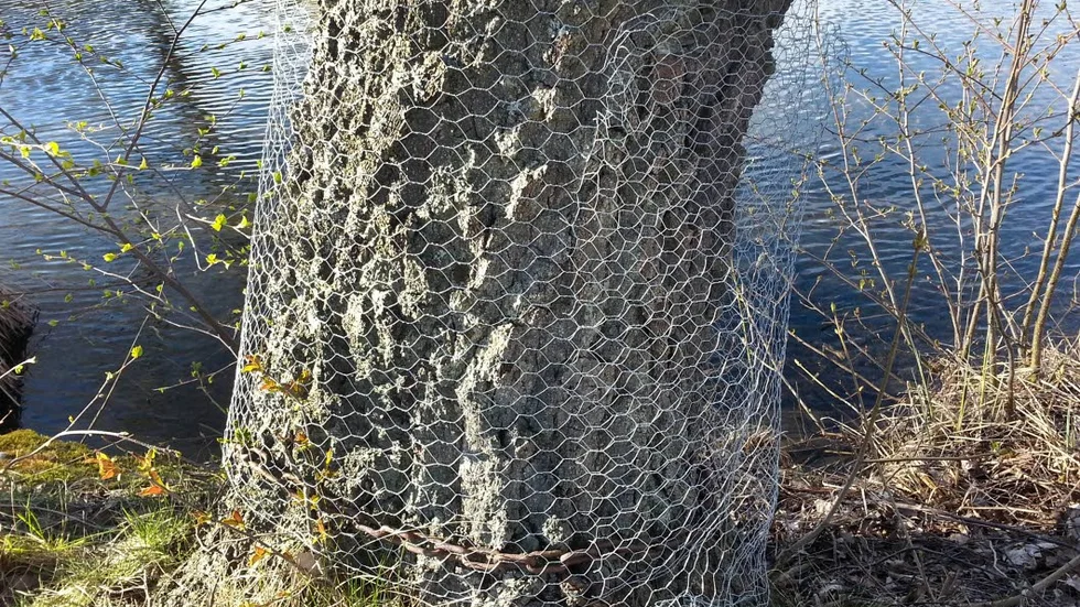 Skyddsbarriär. Kycklingnät har lindats kring ett tio-tal björkar på Kvarnholmen för att de ska klara sig från bäverns tänder.