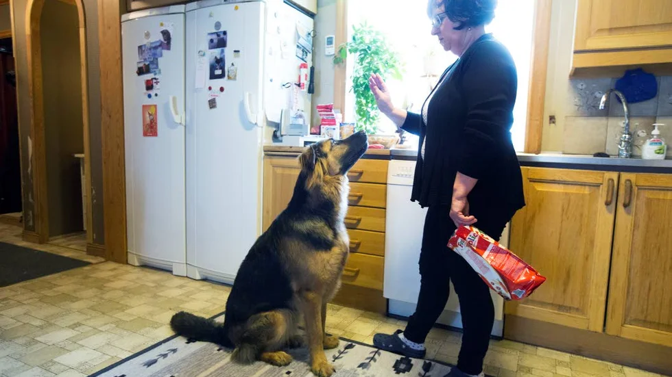 GER ENERGI. Att promenera och vara med hunden Rocky ger Lisa Johansson energi mellan varven.