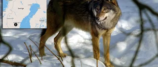 Vargen spårlöst försvunnen