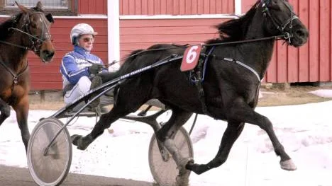 Fyraårige Baron Pointer tränas av Kari Vaaraniemi och gjorde sin första start på Peabtravet igår. Lätt vunnet i V4-3 för Jorma Kontio. " Allt tyder på att det finns mycket utveckling i honom. Den här starten kan vi se som ett prov som utföll mycket bra".