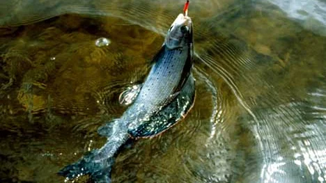 Nordamerikansk harr, Thymallus arcticus.