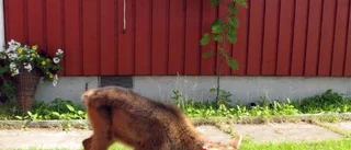 Det råder renlycka i Skaulo
