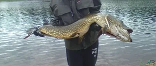 NSD-fisket: Krokodiler i Vallsjön
