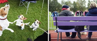 Agility ett riktigt hundnöje