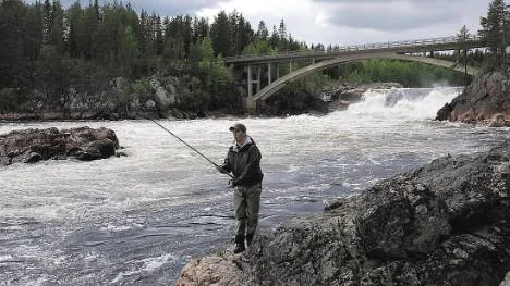 Här svingar Ronny Landin själv sitt flugspö vid forsen i Jockfall. Han har vuxit upp här med spö i handen.  "Fisket i älvmynningen måste minska med hälften", säger han. FOTO: Susanne Jansson