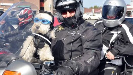 Familjen Lantto, redo för avfärd. Hunden Milou spanar ut över folk- och motorcykelmyllret, till synes ostörd av oljudet.