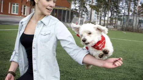 Hopp!  Bichon havanaise-hunden Hugo har sju år på nacken och korta ben men han hoppar gärna när matte Jenny Mäkikaltio håller ut armen.