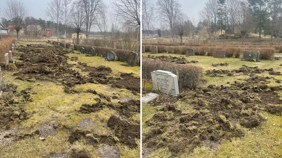 Man har haft vildsvinsbesök på kyrkogården förut men nattens händelse var den överlägset värsta hittills enligt Johanna Lönngren.