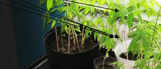 Man odlade cannabis i köket