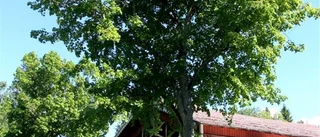 Brunnsliv i Medevi