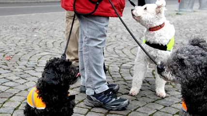 Missing Dog Östergötland