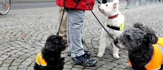 Missing Dog satsar på skallgång