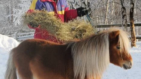 Asta Lundwall hjälper gärna traktens barn att lära sig rida på de små men pigga shettlandsponnyerna.