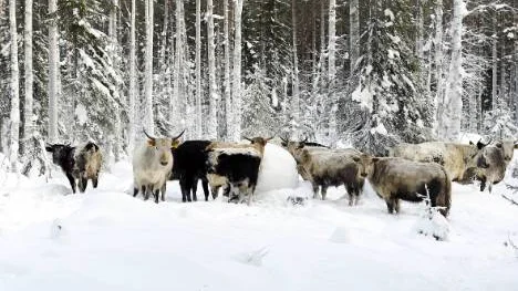 Anders Nordins jakar får gå fritt inne i skogen.