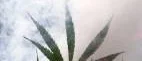 Nu finns inga cannabisplantor kvar