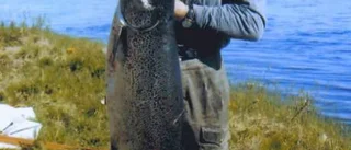 Grönrandig tiger i topp