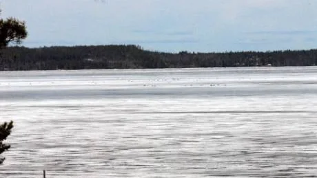 Som flugor på en sockerbit. Tusentals sälar har samlats på isen utanför Pålänge.