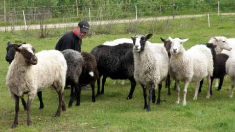 Jonas är som fåraherden bland fårskocken men ser sig själv som drängen.FOTO: Katarina Mosesson
