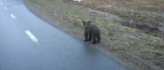 Osäkert om björnungen hittat hem till mamma