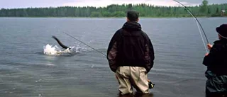 Gäddan som blev överkörd av en bil?