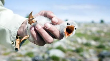 Hallå! Vad gör ni? Skräntärnan är en hotad art. För att lära sig mer och kunna hjälpa arten ringmärks dess ungar.
