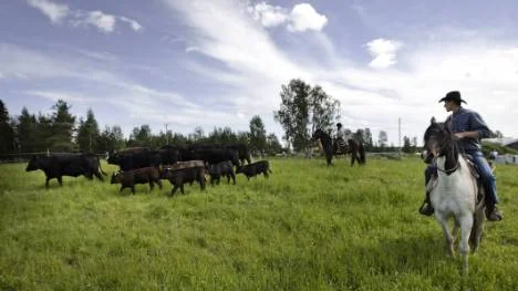 Roger Laestadius på Zamir och Stefan Bendtsen på JJ utbildar i westernridning, som har sin grund i den amerikanska boskapsskötarens sätt att driva boskap. Stefans son Jonas Backman rider i mitten på Julle.