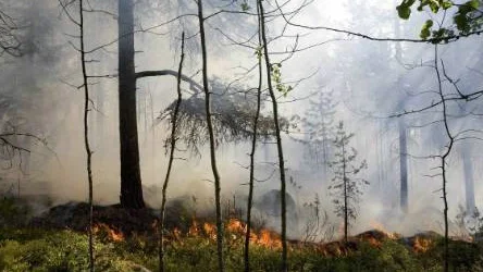 Flera personer larmade SOS om att det brann på Mjölkuddsberget på fredagen.FOTO: Pär Bäckström