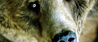Tre björnar skjutna i Norrbotten i helgen