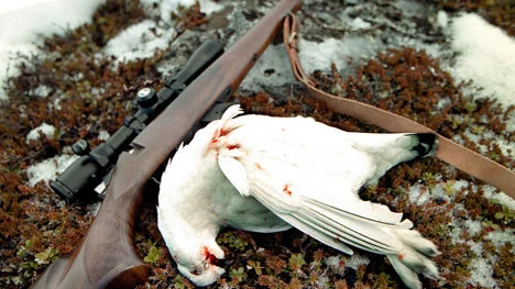 Bommen i Ritsem var stängd så länsstyrelsens naturbevakare fick vända. De skulle, efter ett tips, kontrollera om det förekom tjuvjakt i Seukokdalen (inringad på kartan). Ripan på bilden är inte tjuvjagad. Bilden är från NSD:s arkiv och fotades i ett annat sammanhang.