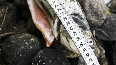 För att en hel lax ska få säljas i butik måste den vara 60 centimeter om den fångas i Bottenviken och 50 centimeter om den fångas i en älv. FOTO: simon eliasson