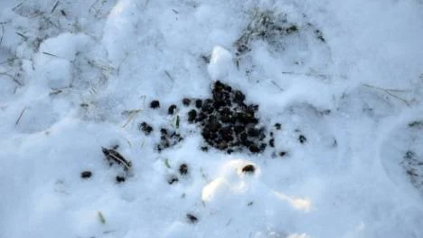 Högar med renskit omger Gustafssons hus.