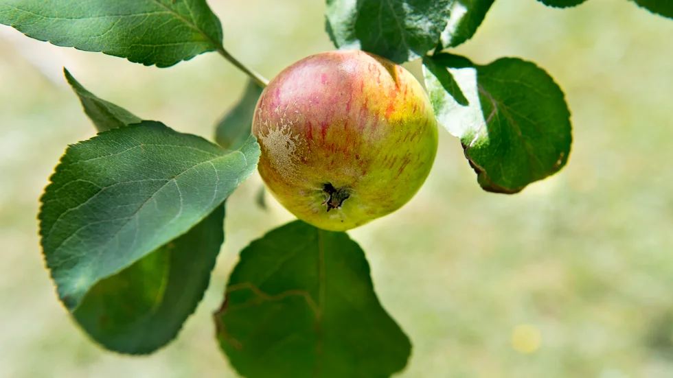 Fjolårets rikliga rönnblommning ligger bakom den störa inflygningen av rönnbärsmal i Skåne, enligt Jordbruksverket – och hotar nu äppelskörden. Arkivbild.
