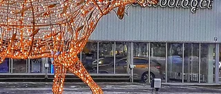 Läsarbilden: Med stora älgkliv          