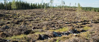 Skogsbruket: ”25 förlorade år för den biologiska mångfalden”