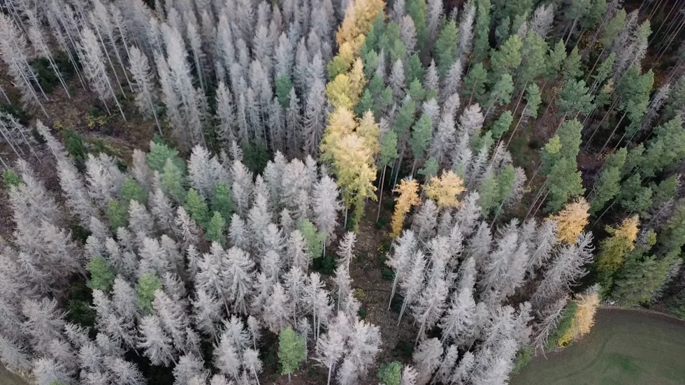 Skadorna av granbarkborre når i år nya rekordnivåer. 