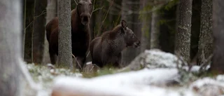 TV: Älgar jagades av lös jakthund på Strömnäs 