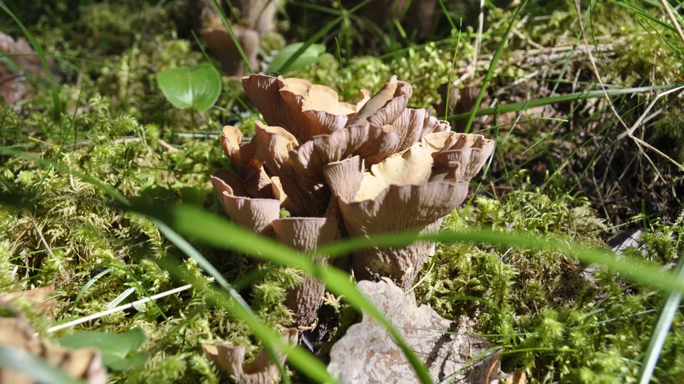 Den rödlistade svampen violgubbe hindrar en skogsägare att avverka en del av sin skog.