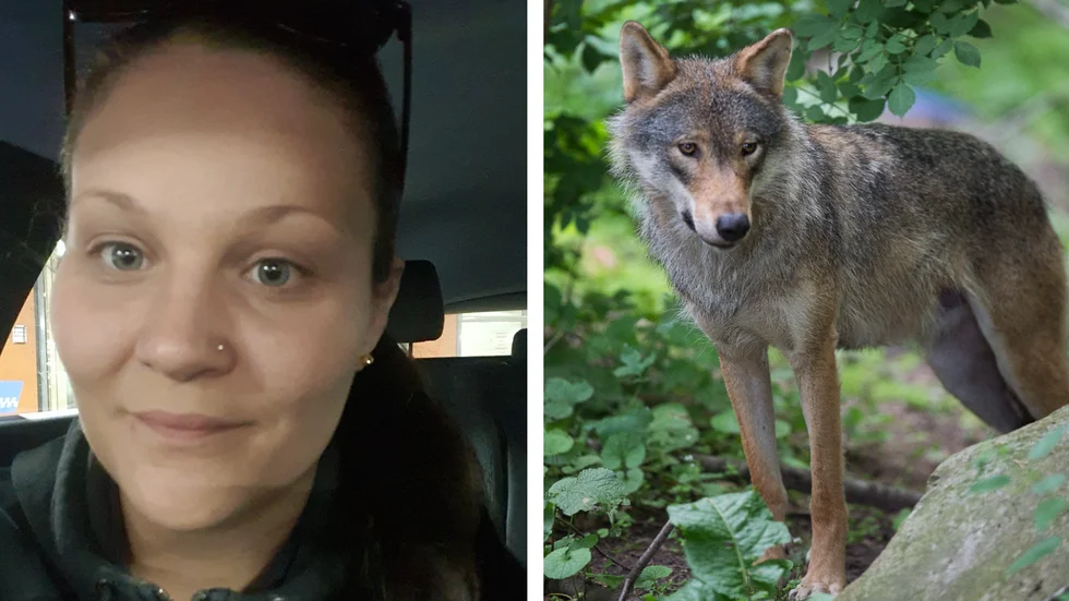 "Vi fattade inte först, vi hann inte riktigt reagera" säger Emilie Alkochar som körde på en varg på en väg i närheten av Mjöshult i måndags kväll.