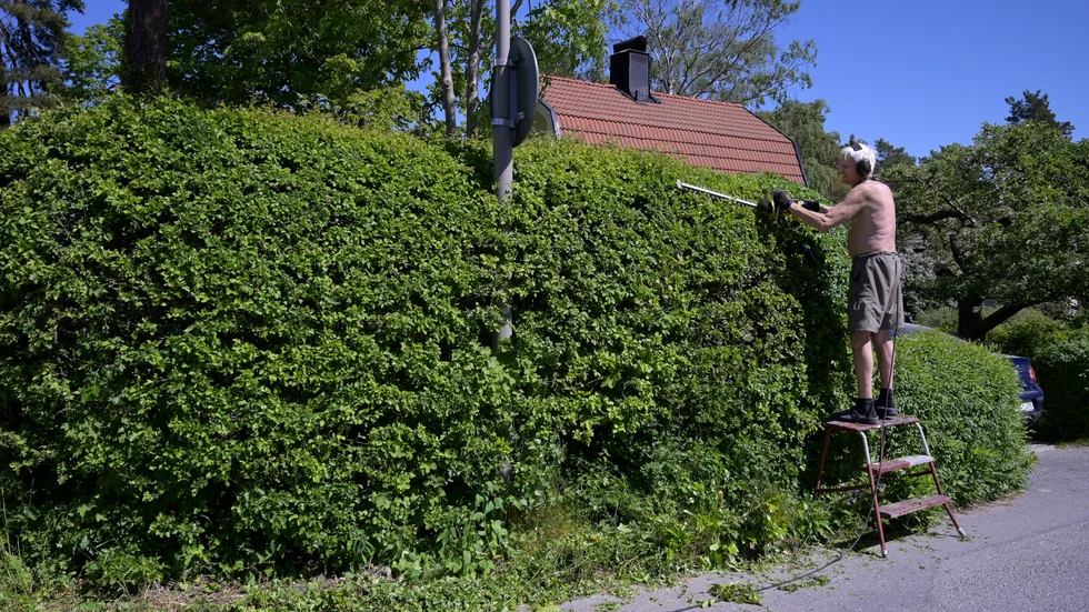 Höga och täta häckar ger insynsskydd, men kan också vara trafikfarliga. Insändarskribenten vill att Vingåkers kommun ser över regelefterlevnaden. 



