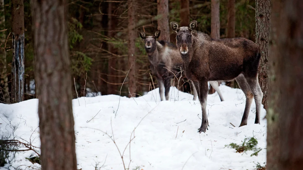 Spana efter älg från tv-soffan blir möjligt från den 18 april. Arkivbild.